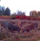 Screenshot_20251015-180340_Samsung capture.jpg Screenshot_20251015-180340_Samsung capture.jpg