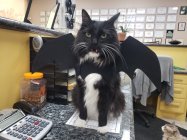 century automotive & transmission auto repair auto repair shop near me auto service Max Hallow...jpg