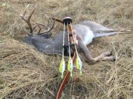 IMG_0062.JPG IMG_0062.JPG