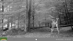 IMAG0006 dancing deer yahoo he filled the feeder .jpg