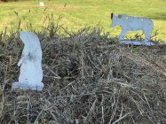 IMG_7776.jpeg IMG_7776.jpeg