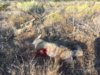 coyote kill 40 with Atlas.JPG