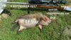 hog 14.jpeg