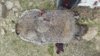 14.5 pounder.jpg