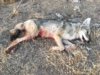 coyote kill 41.JPG