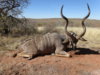 kudu.JPG