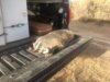badger on Tacoma tailgate.JPG