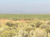 coyote in pivot.JPG