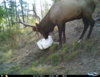 Elk and hose1.jpg