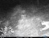 I__00298 bear and cat.jpg