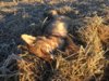 coyote kill 45.JPG