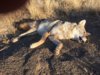 coyote kill 48.JPG