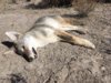 coyote kill 50.JPG