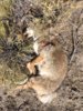 coyote kill 51.JPG