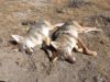 coyote kills 50-51 double.JPG