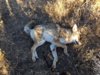 coyote kill 52.JPG