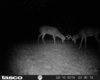 Yard Cam Pics 214.JPG