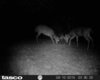 Yard Cam Pics 216.JPG