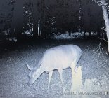 IMG_0625.jpeg