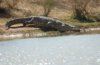 croc running for water.JPG