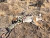 coyote kill 55.JPG