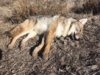 coyote kill 58.JPG