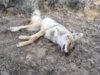coyote kill 60.JPG