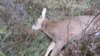young_buck.jpg