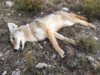 coyote kill 61.JPG