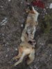coyote kill 61 entrance wound.JPG