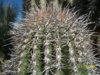 060 Saguaro Closer.jpg