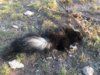 striped skunk kill 1.JPG