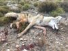 coyote kill 62.JPG