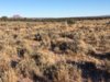 Cedar Mesa UT.JPG
