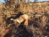 coyote kill 63.JPG