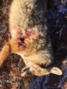coyote kill 63 shot placement.JPG