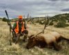 Elk.jpg