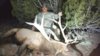 My-Bull-Resized-1.jpg