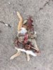coyote kill 43 after 24 hours.JPG