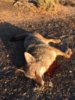 coyote kill 43-2.JPG
