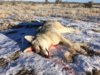 coyote kill 64.JPG