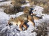 coyote kills 65-66 double in situ.JPG