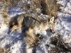 coyote kill 67.JPG