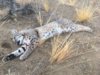 bobcat.JPG