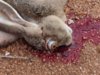 Rabbit-17HMR-2.jpg