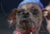 MostBeautifulDog.jpg
