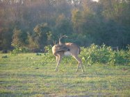 2011 Buck19-r.JPG