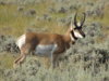pronghorn buck.JPG