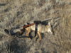 coyote kill 12 with 222.JPG