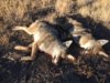 coyote kills 52-53 double.JPG